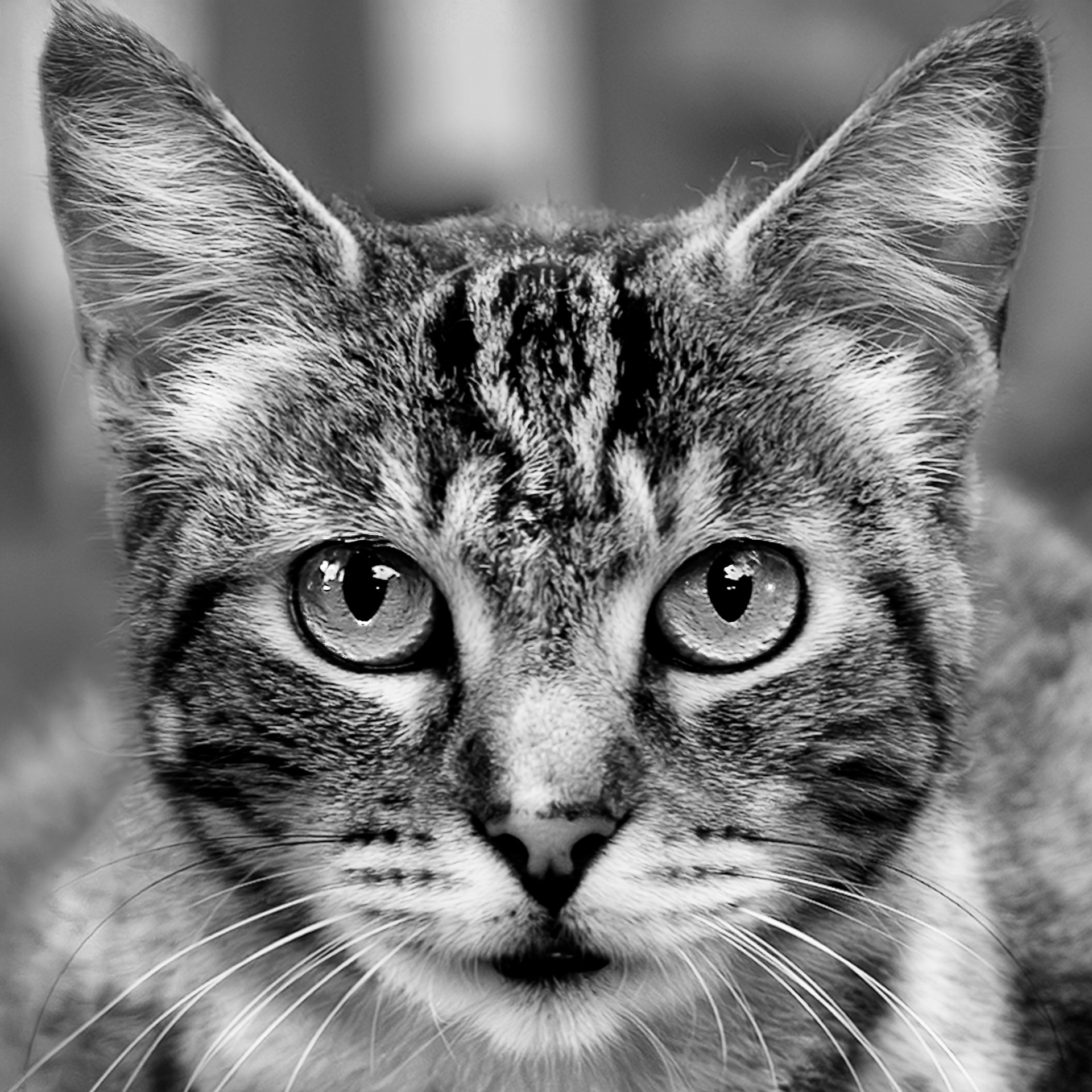 El rostro del parque